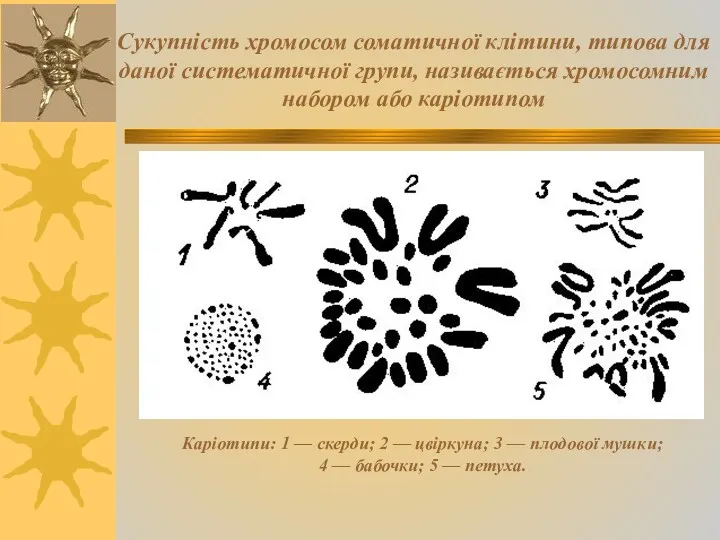 Сукупність хромосом соматичної клітини, типова для даної систематичної групи, називається