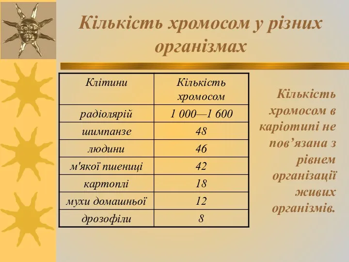 Кількість хромосом у різних організмах Кількість хромосом в каріотипі не пов’язана з рівнем організації живих організмів.