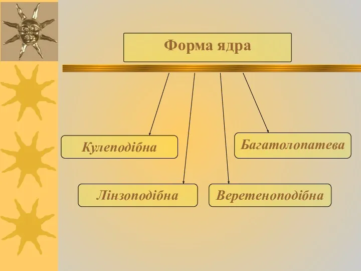 Форма ядра Кулеподібна Лінзоподібна Веретеноподібна Багатолопатева