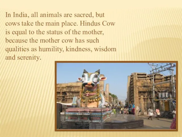 In India, all animals are sacred, but cows take the main place. Hindus