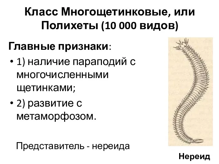Класс Многощетинковые, или Полихеты (10 000 видов) Главные признаки: 1) наличие параподий с