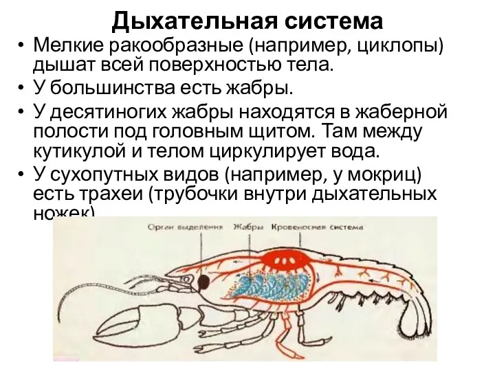 Дыхательная система Мелкие ракообразные (например, циклопы) дышат всей поверхностью тела. У большинства есть