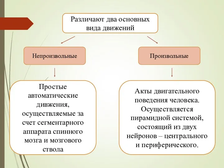 Различают два основных вида движений Непроизвольные Произвольные Простые автоматические дивжения,