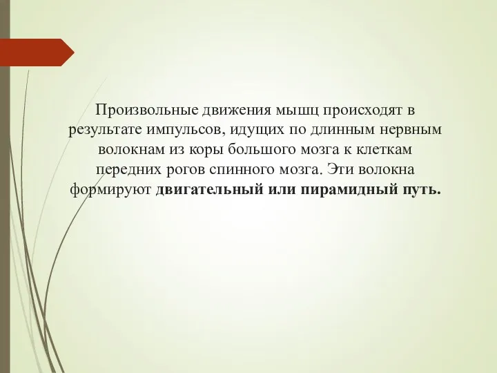 Произвольные движения мышц происходят в результате импульсов, идущих по длинным