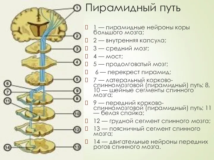 Пирамидный путь 1 — пирамидные нейроны коры большого мозга; 2