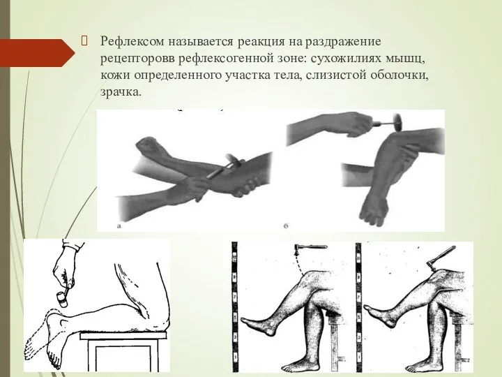 Рефлексом называется реакция на раздражение рецепторовв рефлексогенной зоне: сухожилиях мышц,