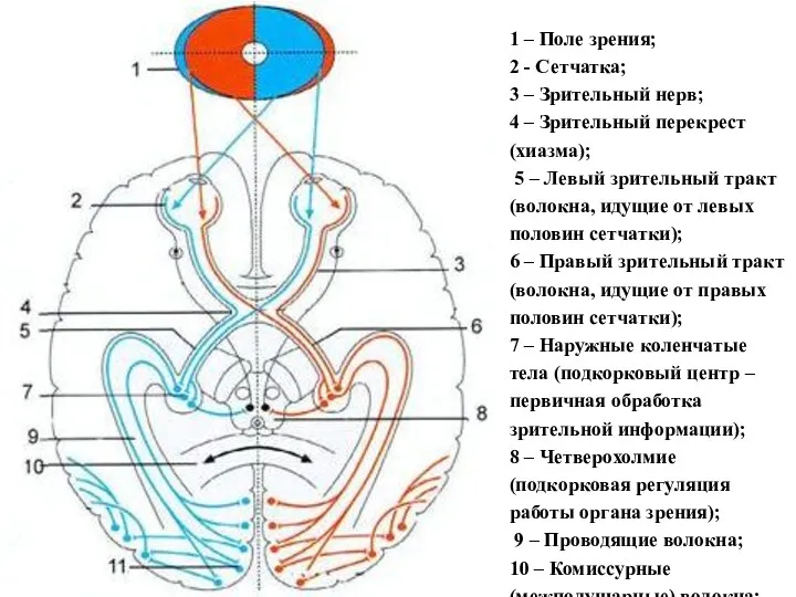 1 – Поле зрения; 2 - Сетчатка; 3 – Зрительный