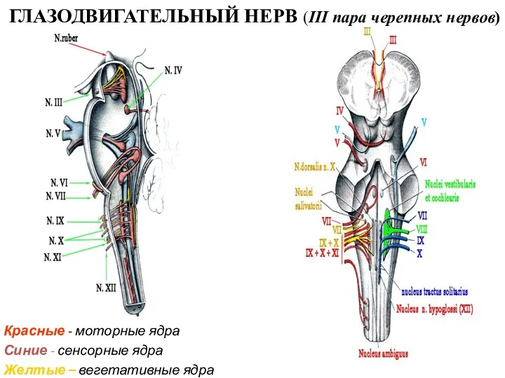 Красные - моторные ядра Синие - сенсорные ядра Желтые –