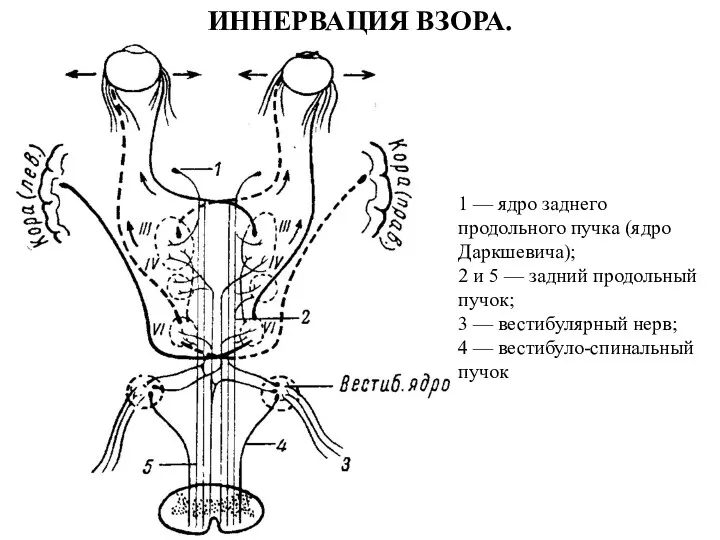 ИННЕРВАЦИЯ ВЗОРА. 1 — ядро заднего продольного пучка (ядро Даркшевича);