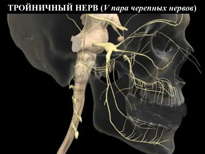 ТРОЙНИЧНЫЙ НЕРВ (V пара черепных нервов)