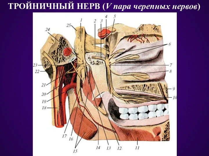 ТРОЙНИЧНЫЙ НЕРВ (V пара черепных нервов)