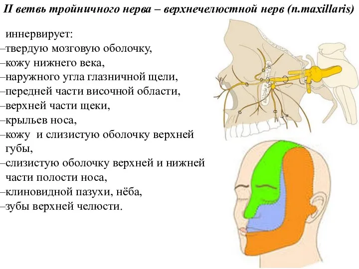 II ветвь тройничного нерва – верхнечелюстной нерв (п.maxillaris) иннервирует: твердую