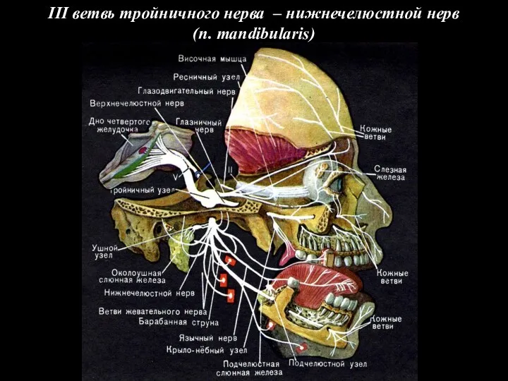 III ветвь тройничного нерва – нижнечелюстной нерв (n. mandibularis)