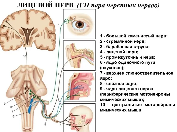 ЛИЦЕВОЙ НЕРВ (VII пара черепных нервов) 1 - большой каменистый