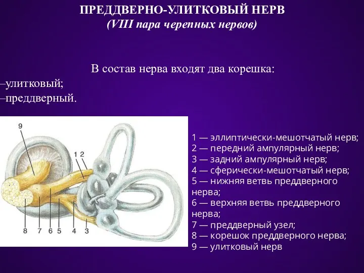 ПРЕДДВЕРНО-УЛИТКОВЫЙ НЕРВ (VIII пара черепных нервов) В состав нерва входят