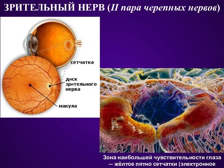 ЗРИТЕЛЬНЫЙ НЕРВ (II пара черепных нервов) Зона наибольшей чувствительности глаза — жёлтое пятно сетчатки (электронное микрофото