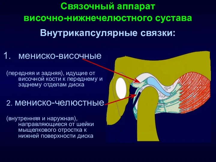 Связочный аппарат височно-нижнечелюстного сустава Внутрикапсулярные связки: мениско-височные (передняя и задняя),
