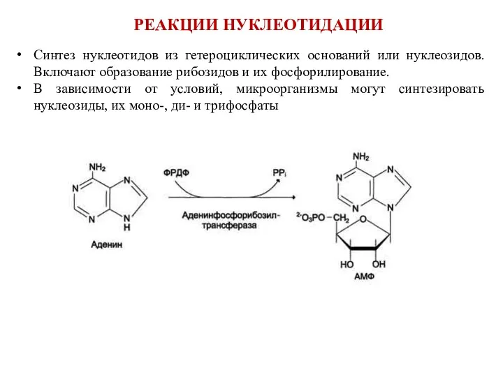 РЕАКЦИИ НУКЛЕОТИДАЦИИ Синтез нуклеотидов из гетероциклических оснований или нуклеозидов. Включают