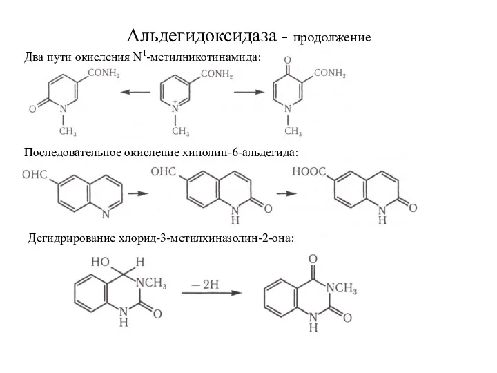 Альдегидоксидаза - продолжение Два пути окисления N1-метилникотинамида: Последовательное окисление хинолин-6-альдегида: Дегидрирование хлорид-3-метилхиназолин-2-она: