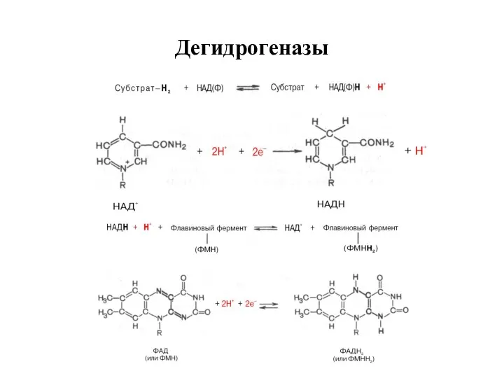 Дегидрогеназы