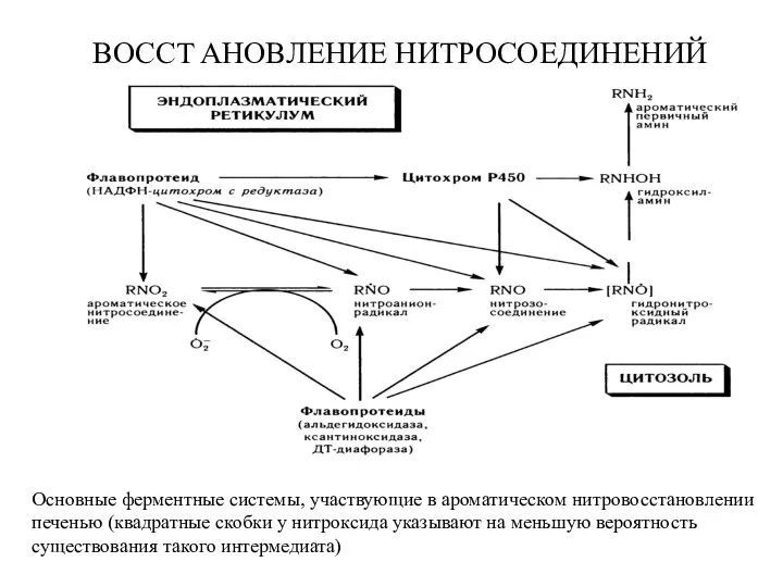 BOCCT AHOBЛEHИE HИTPOСOEДИHEHИЙ Основные ферментные системы, участвующие в ароматическом нитровосстановлении