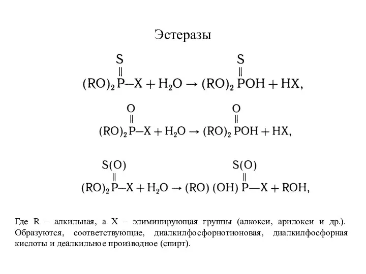 Эстеразы Где R – aлкильная, a X – элиминирующая группы