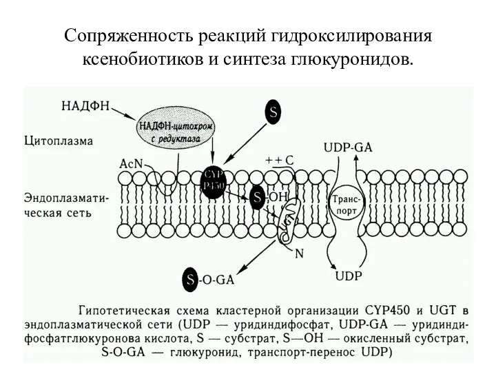 Сопряженность реакций гидроксилирования ксенобиотиков и синтеза глюкуронидов.