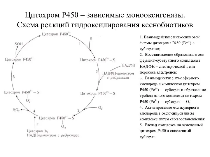 Цитохром Р450 – зависимые монооксигеназы. Схема реакций гидроксилирования ксенобиотиков 1.