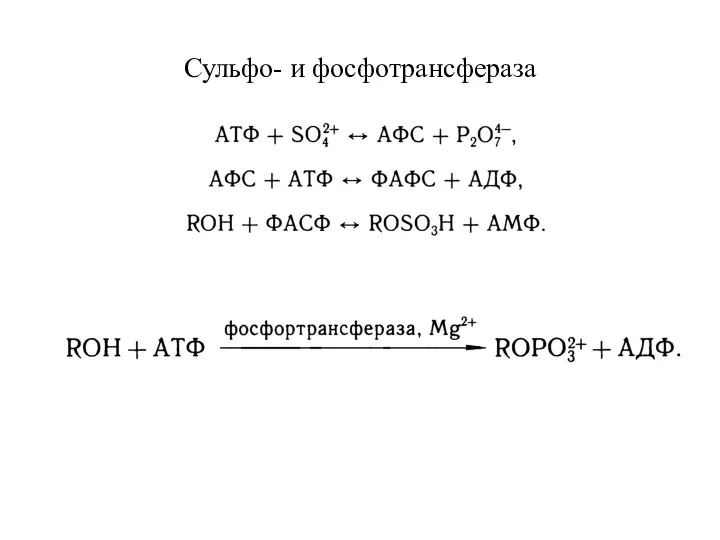 Сульфо- и фосфотрансфераза