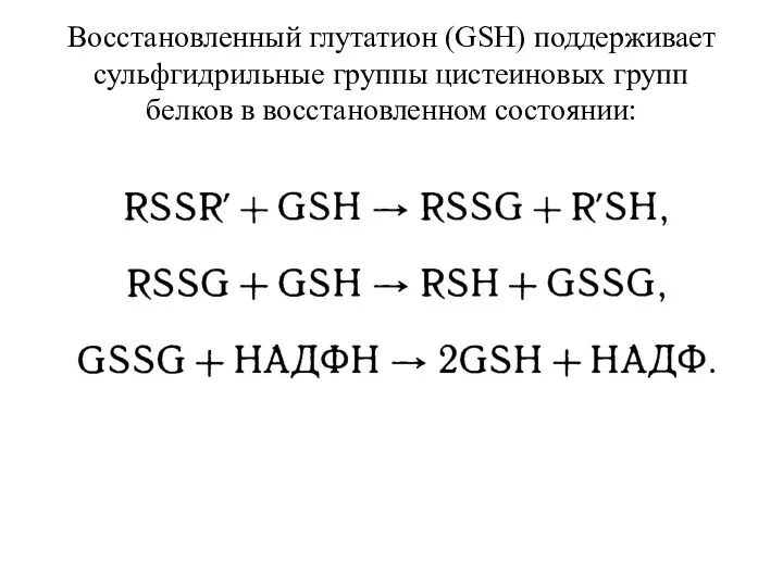 Восстановленный глутатион (GSH) поддерживает сульфгидрильные группы цистеиновых групп белков в восстановленном состоянии: