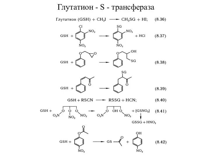 Глутатион - S - трансфераза