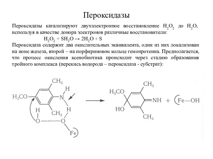 Пероксидазы Пероксидазы катализируют двухэлектронное восстановление Н2О2 до Н2О, используя в