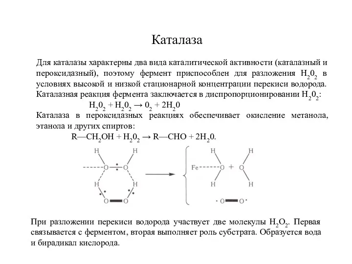 Каталаза Для каталазы характерны два вида каталитической активности (каталазный и