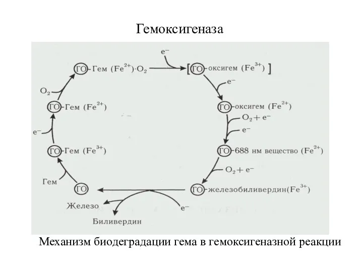 Гемоксигеназа Механизм биодеградации гема в гемоксигеназной реакции