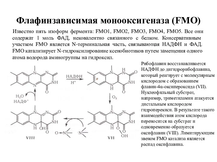 Флафинзависимая монооксигеназа (FMO) Известно пять изоформ фермента: FMO1, FMO2, FMO3,