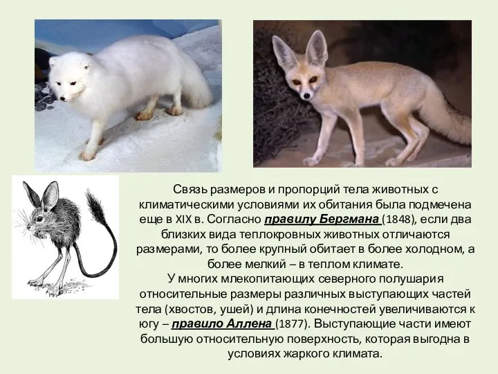 Связь размеров и пропорций тела животных с климатическими условиями их