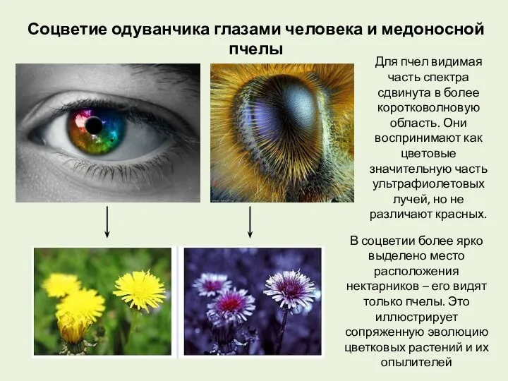 Соцветие одуванчика глазами человека и медоносной пчелы Для пчел видимая