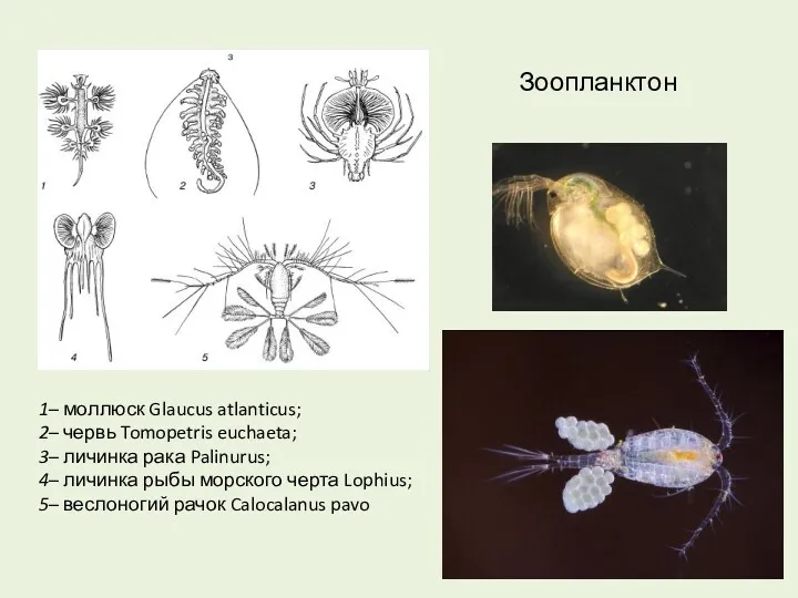 Зоопланктон 1– моллюск Glaucus atlanticus; 2– червь Tomopetris euchaeta; 3–