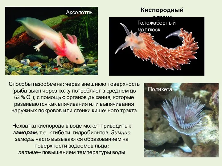 Кислородный режим Способы газообмена: через внешнюю поверхность (рыба вьюн через