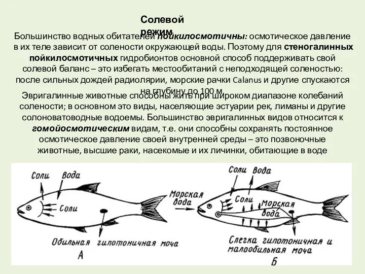 Солевой режим Большинство водных обитателей пойкилосмотичны: осмотическое давление в их