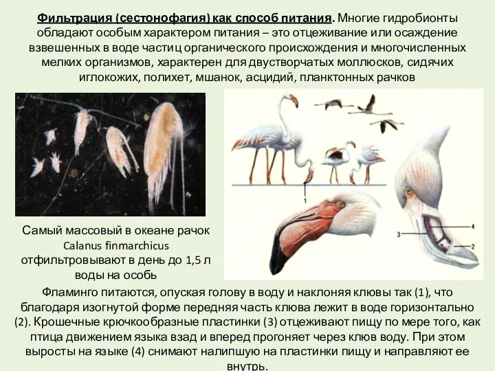 Фильтрация (сестонофагия) как способ питания. Многие гидробионты обладают особым характером