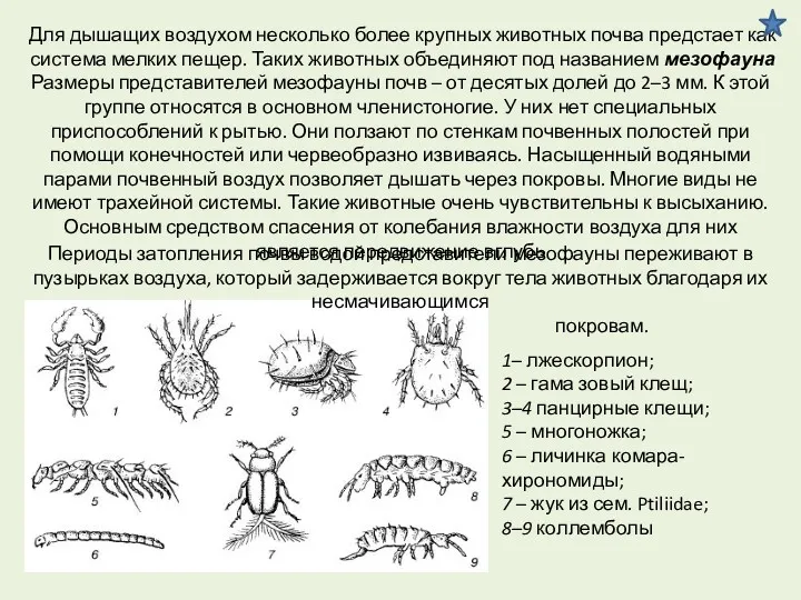 Для дышащих воздухом несколько более крупных животных почва предстает как