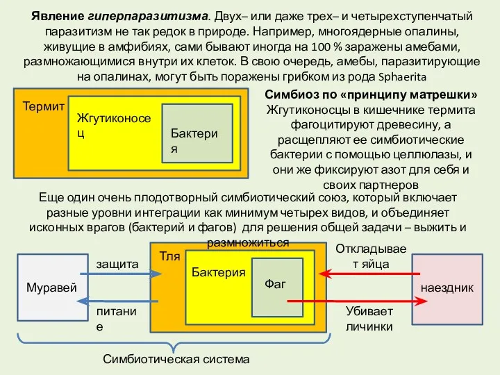 Еще один очень плодотворный симбиотический союз, который включает разные уровни