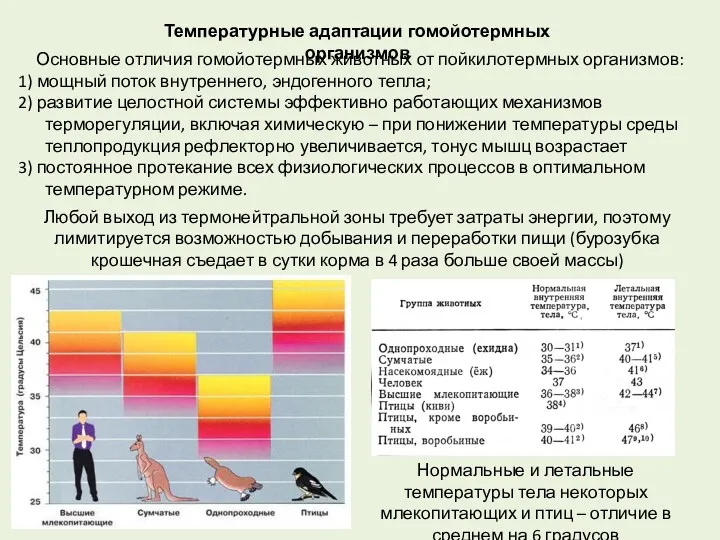 Нормальные и летальные температуры тела некоторых млекопитающих и птиц –