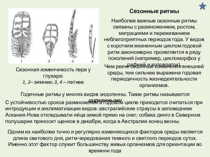 Сезонная изменчивость пера у глухаря: 1, 2– зимнее; 3, 4