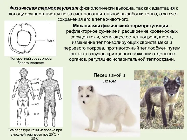 Физическая терморегуляция физиологически выгодна, так как адаптация к холоду осуществляется