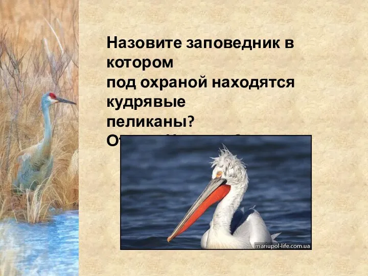 Назовите заповедник в котором под охраной находятся кудрявые пеликаны? Ответ : Черные Земли
