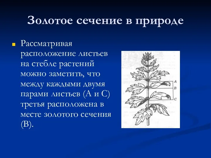 Золотое сечение в природе Рассматривая расположение листьев на стебле растений