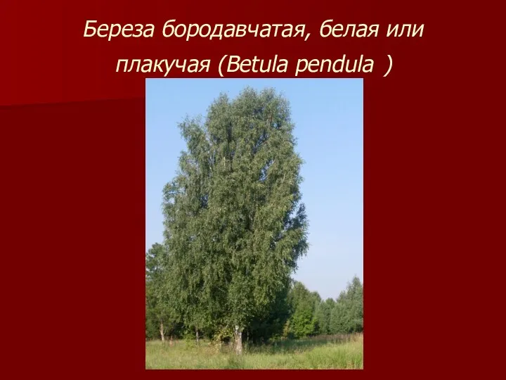 Береза бородавчатая, белая или плакучая (Betula pendula )