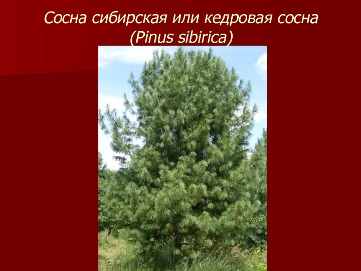 Сосна сибирская или кедровая сосна (Pinus sibirica)